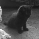 tiny luna